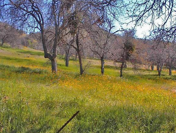 45368 Longview Road Squaw Valley, CA 93675 - Photo 10 of 29 Gallery Image 10
