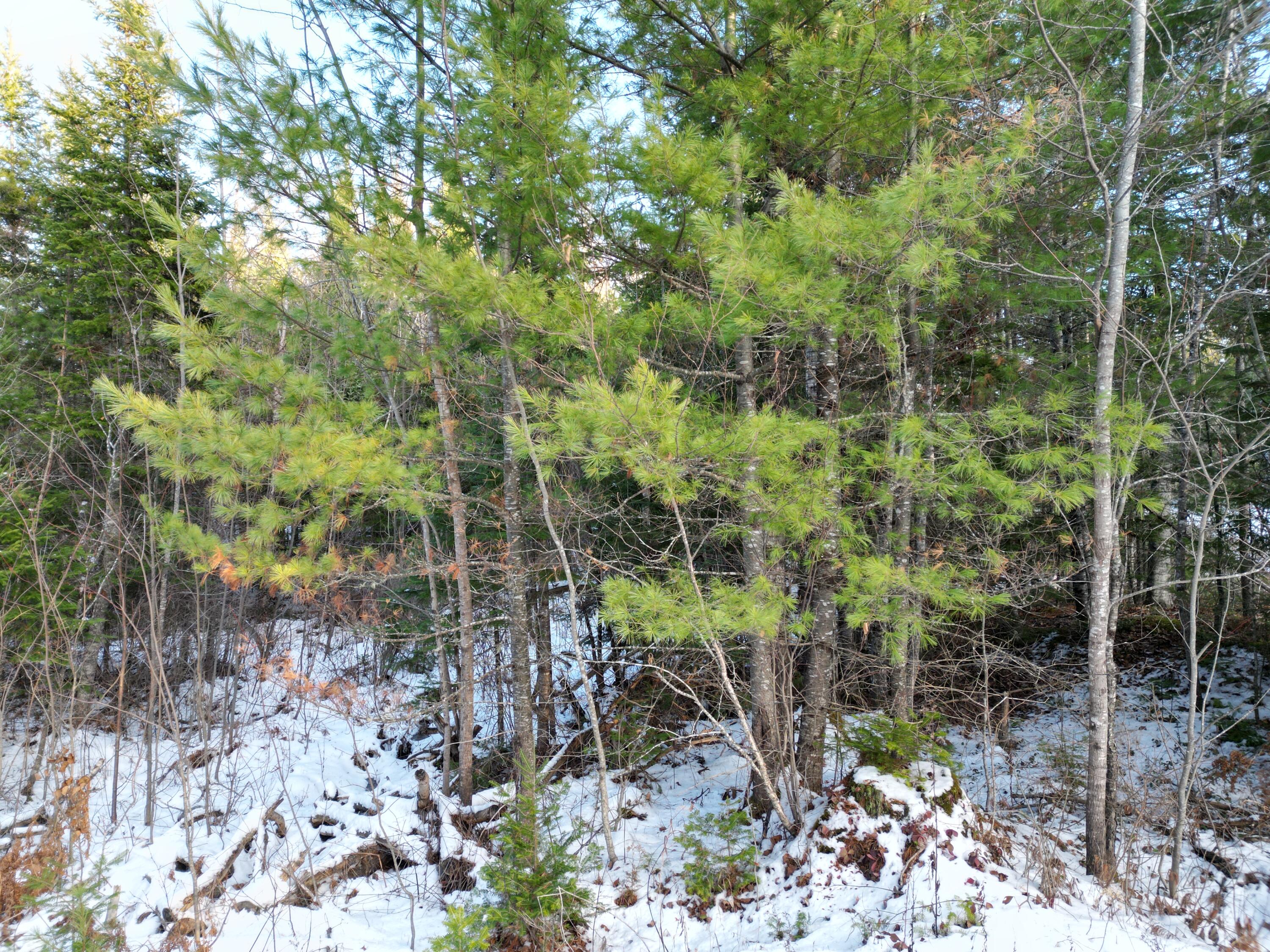 Lot 4-1 Butterfield Ridge Road Lincoln, ME 04457 - Photo 10 of 15 DJI_0016