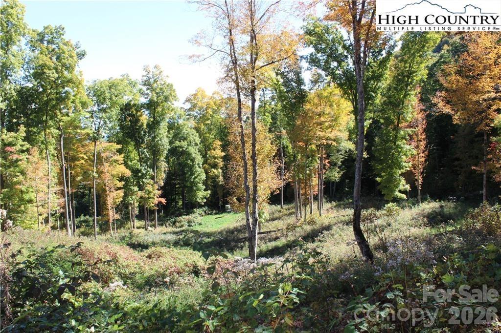 Tbd McNeil Road Lansing, NC 28643 - Photo 7 of 10 a view of a park with large trees