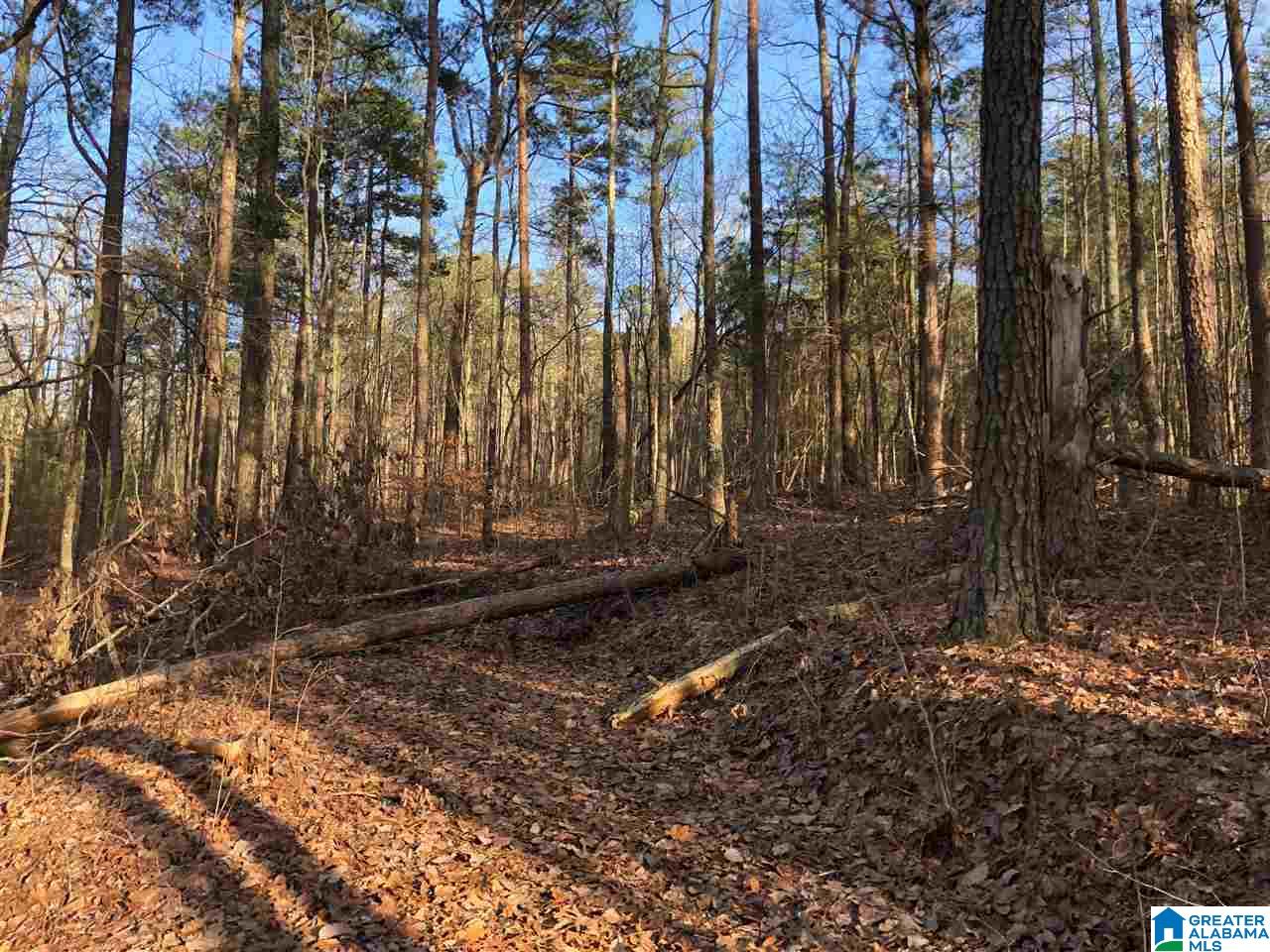 0 Drake Drive Springville, AL 35146 - Photo 10 of 23