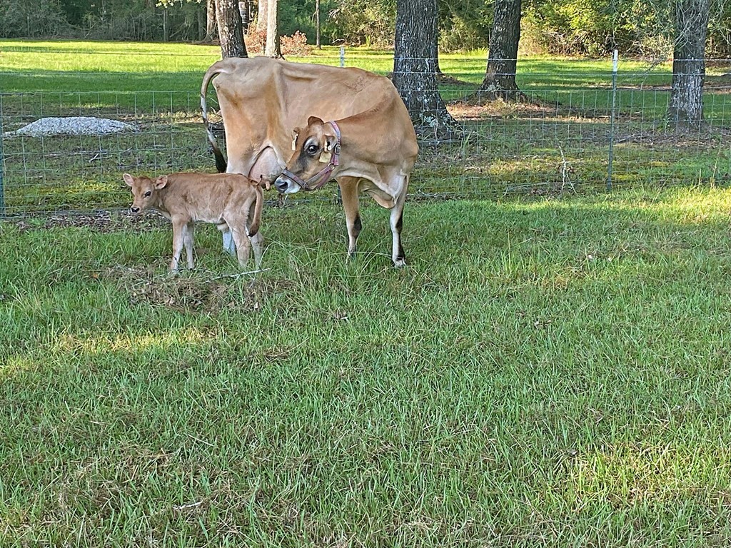 304 Hosea Forrest Road Huntington, TX 75949 - Photo 44 of 45