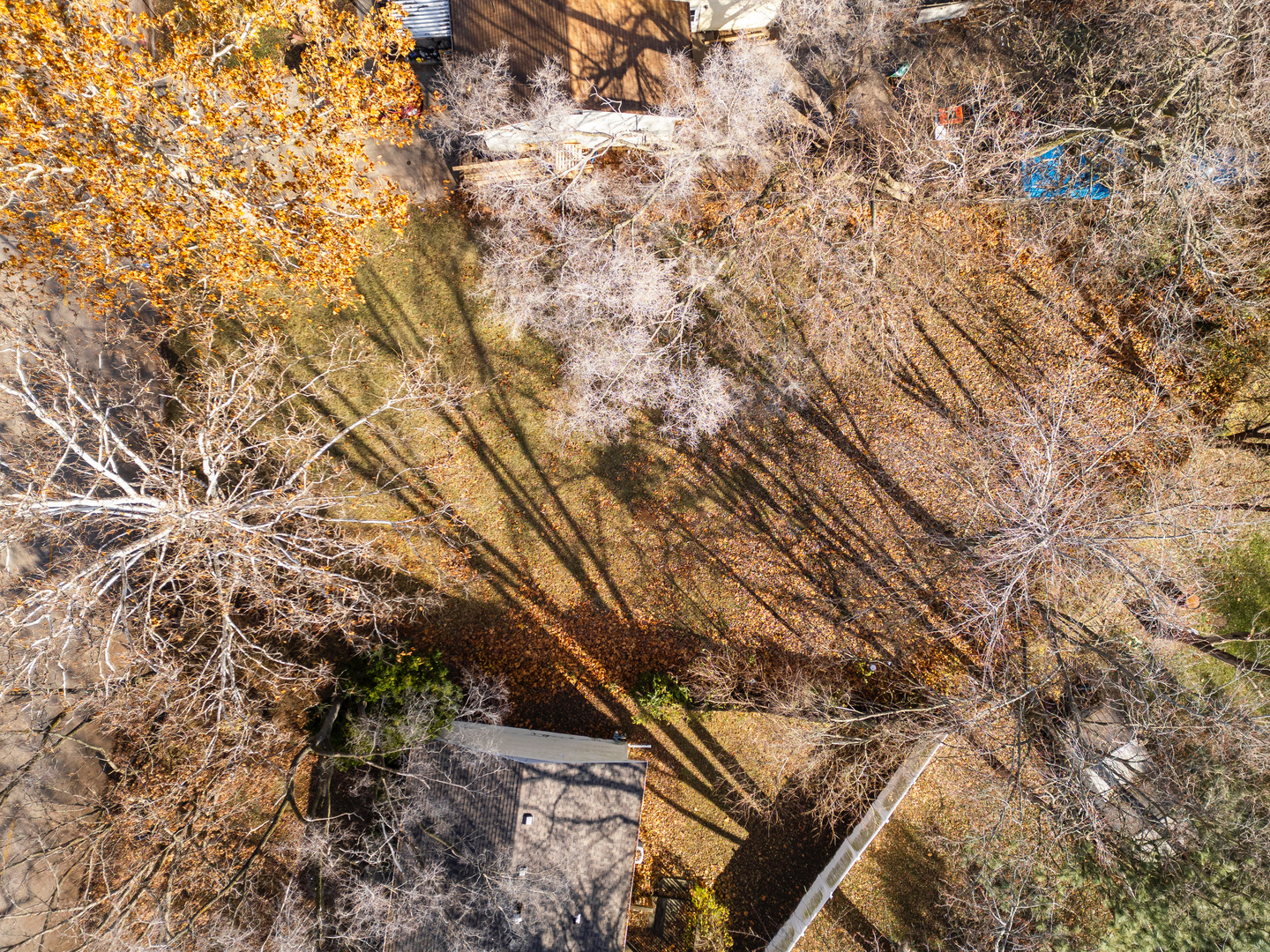 1564 Eater Drive Rantoul, IL 61866 - Photo 4 of 4 a picture of tree