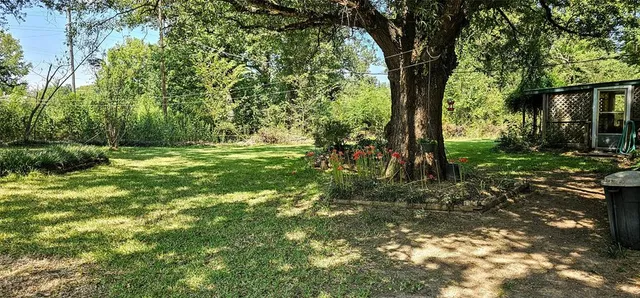 a view of a trees in a yard