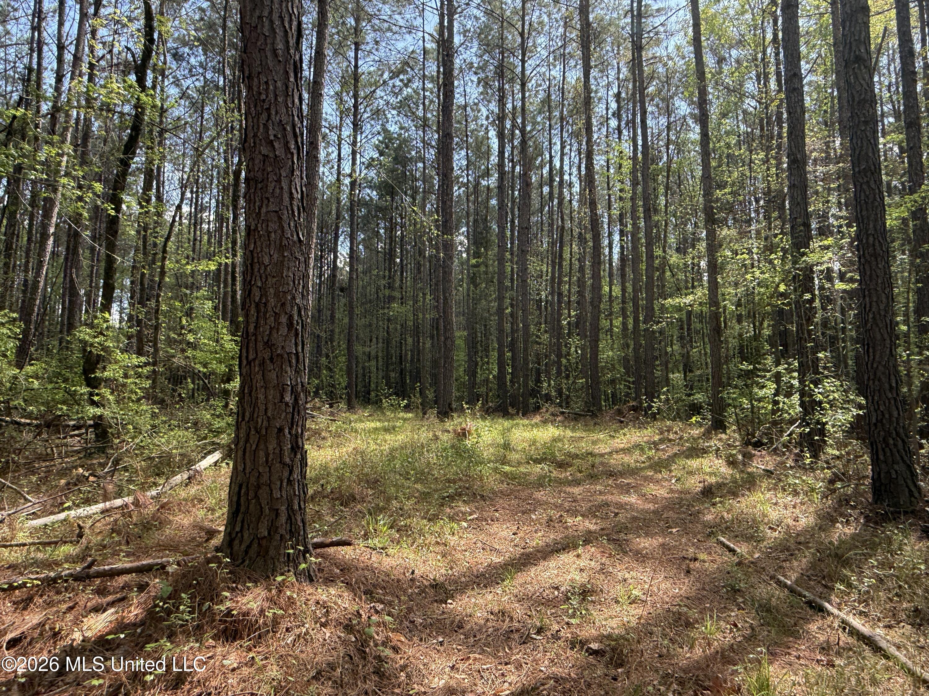 Seymour Road Kilmichael, MS 39747 - Photo 12 of 104 3