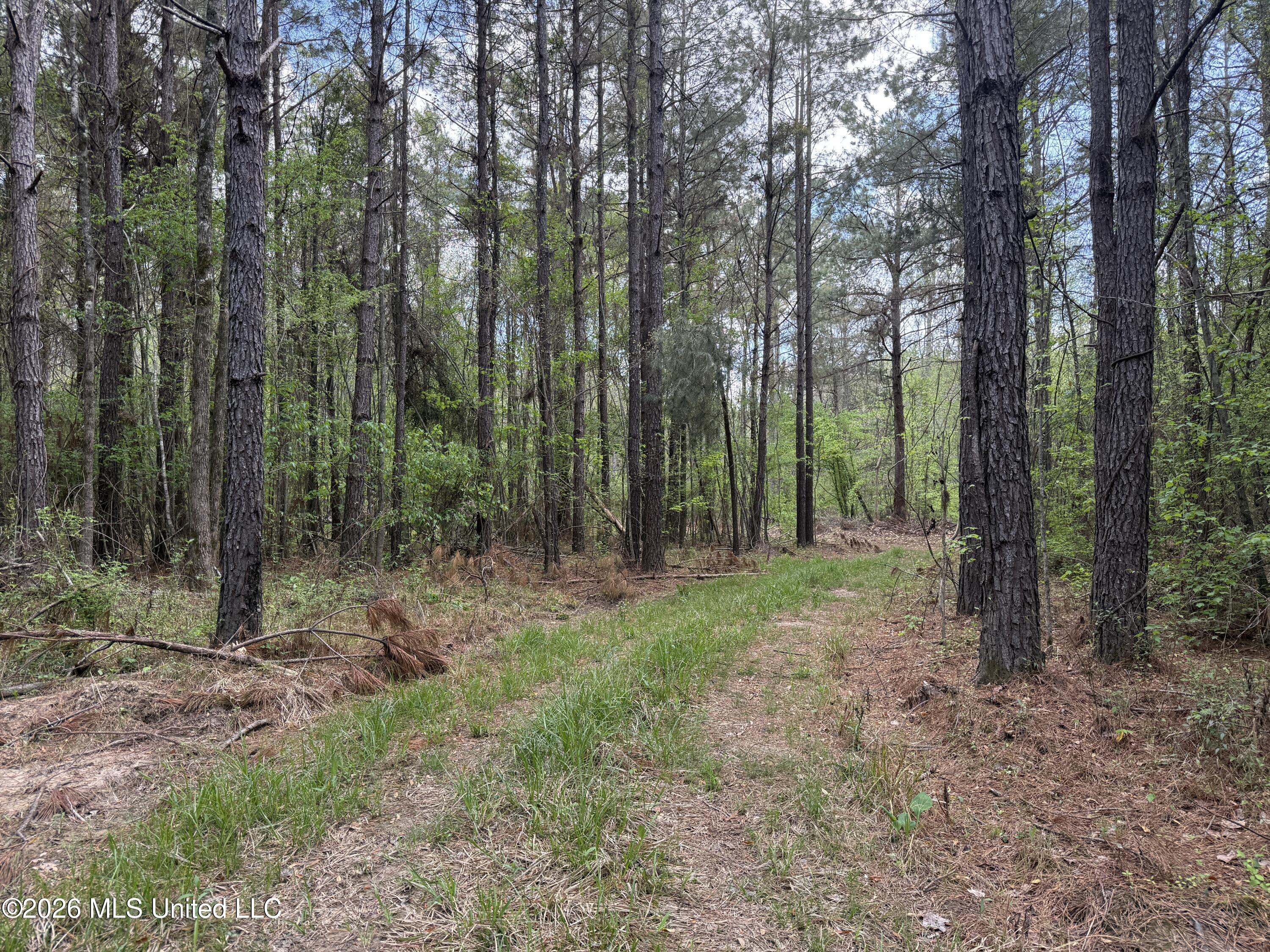 Seymour Road Kilmichael, MS 39747 - Photo 68 of 104 IMG_3920