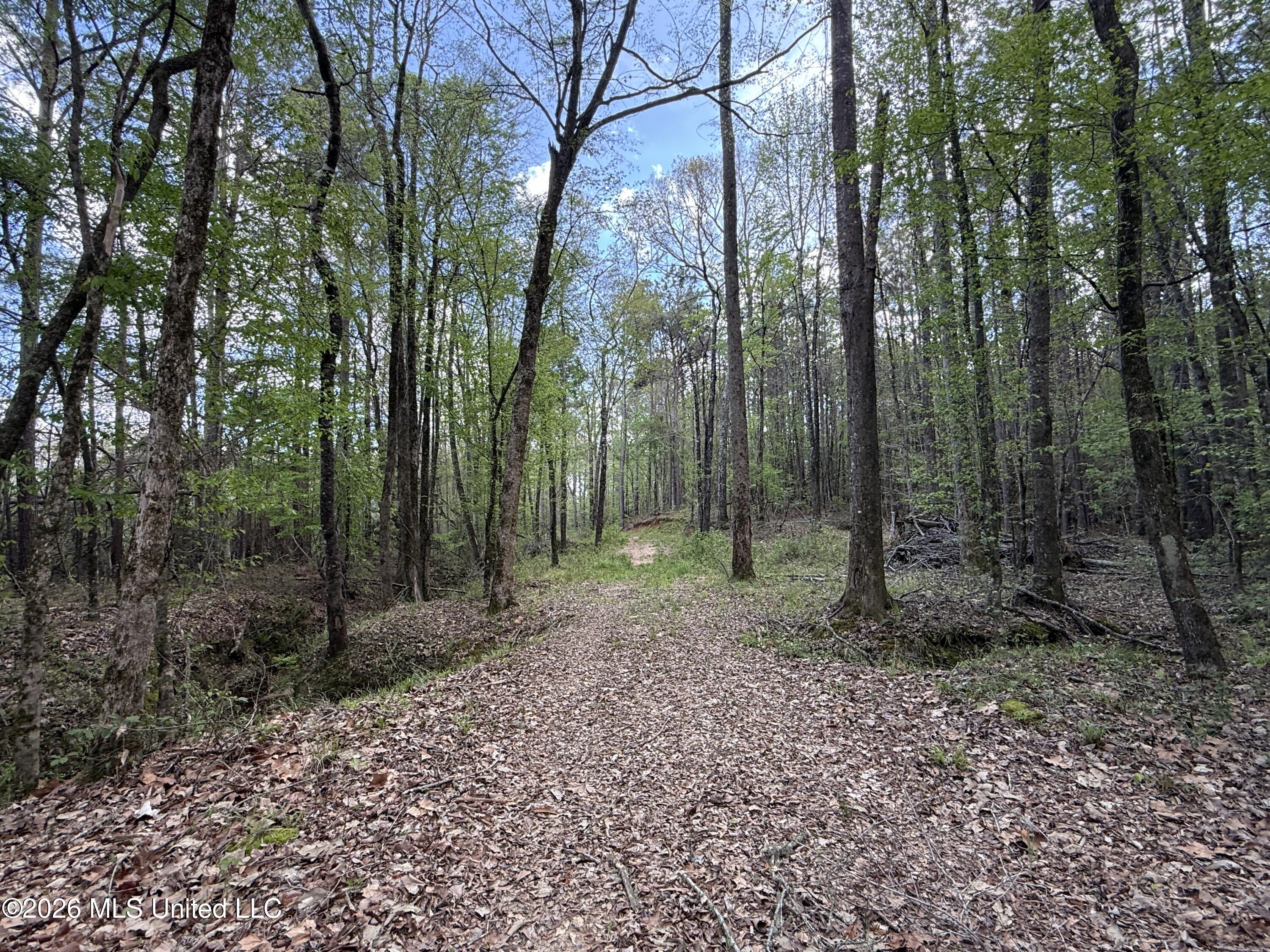 Seymour Road Kilmichael, MS 39747 - Photo 80 of 104 IMG_3886