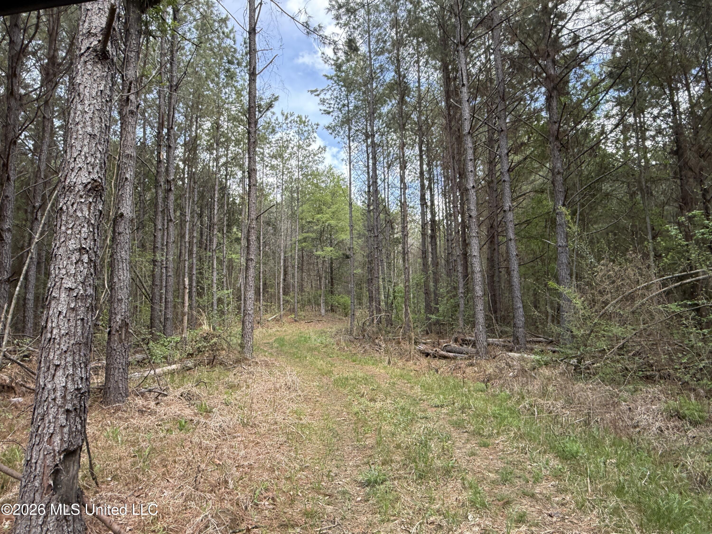 Seymour Road Kilmichael, MS 39747 - Photo 88 of 104 IMG_3919