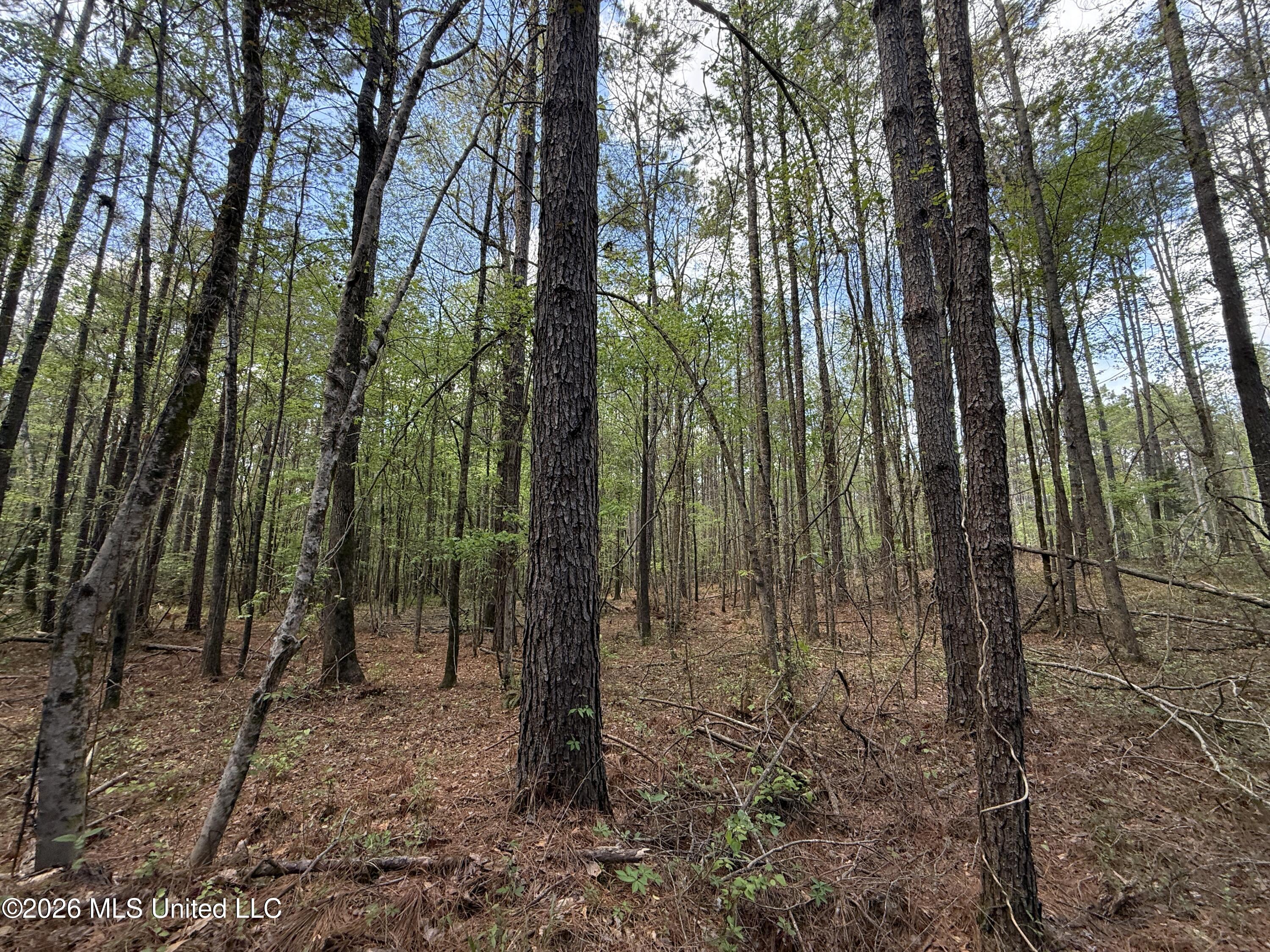 Seymour Road Kilmichael, MS 39747 - Photo 89 of 104 IMG_3858
