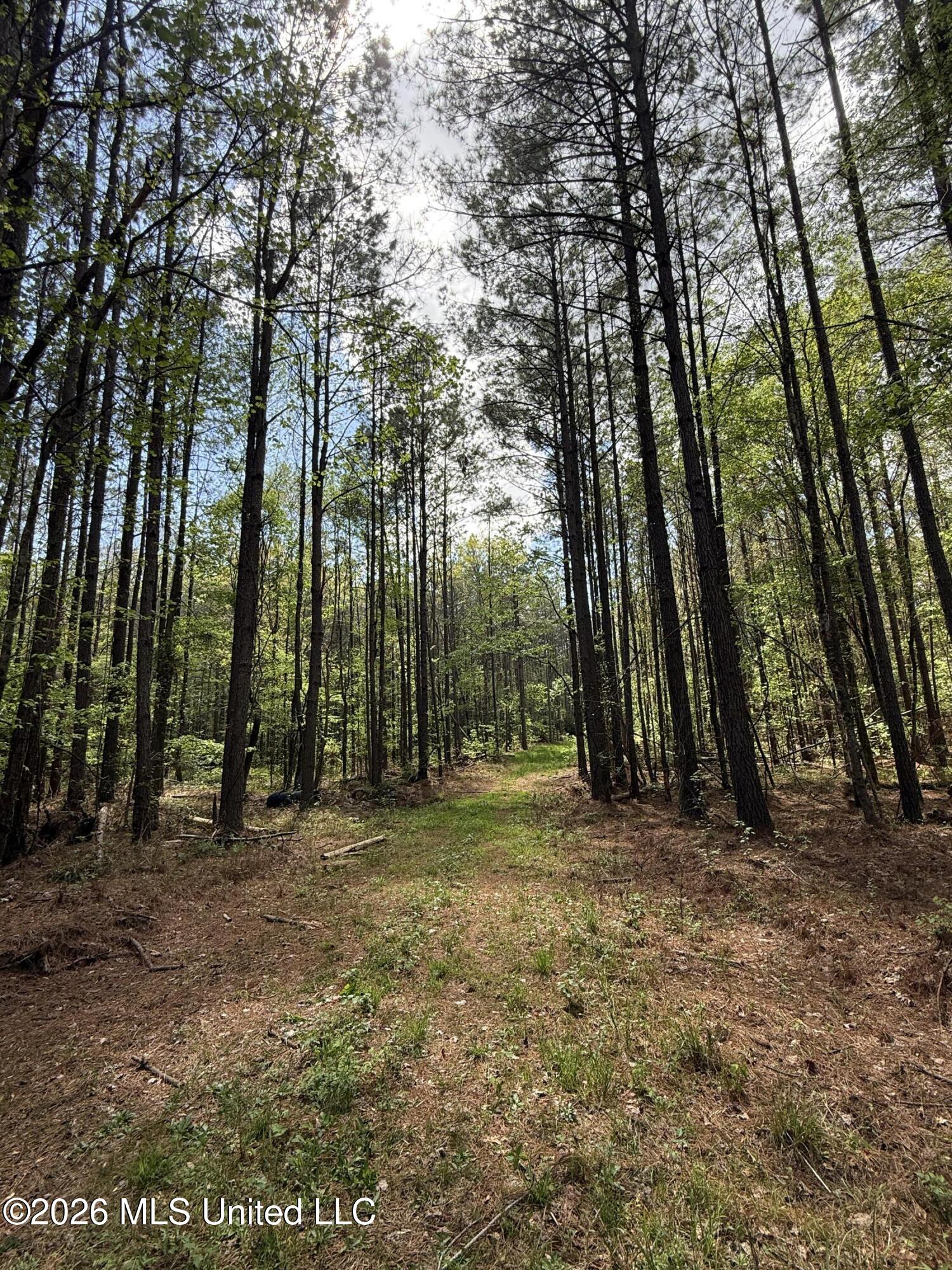 Seymour Road Kilmichael, MS 39747 - Photo 91 of 104 IMG_3860