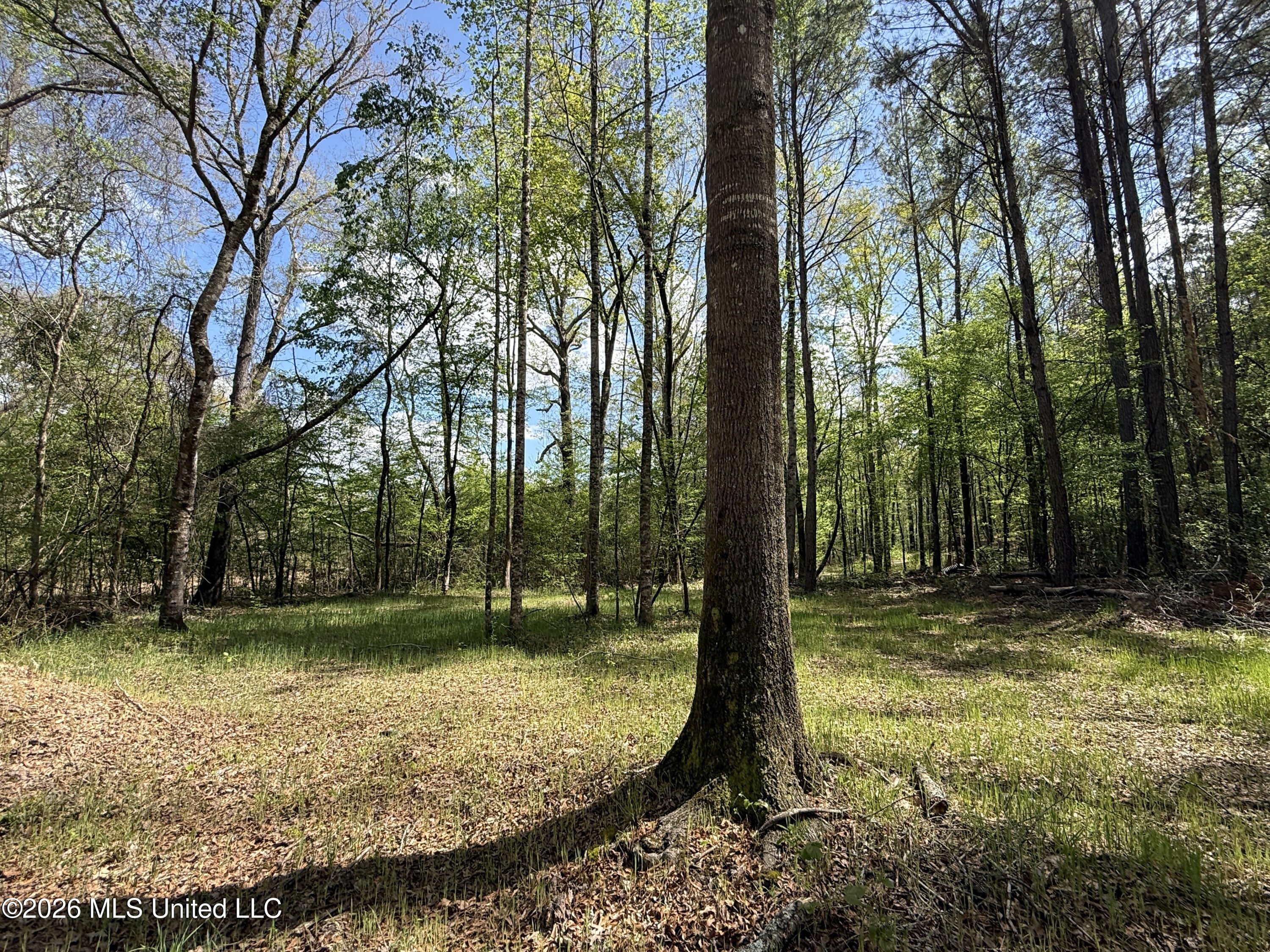 Seymour Road Kilmichael, MS 39747 - Photo 100 of 104 IMG_3880