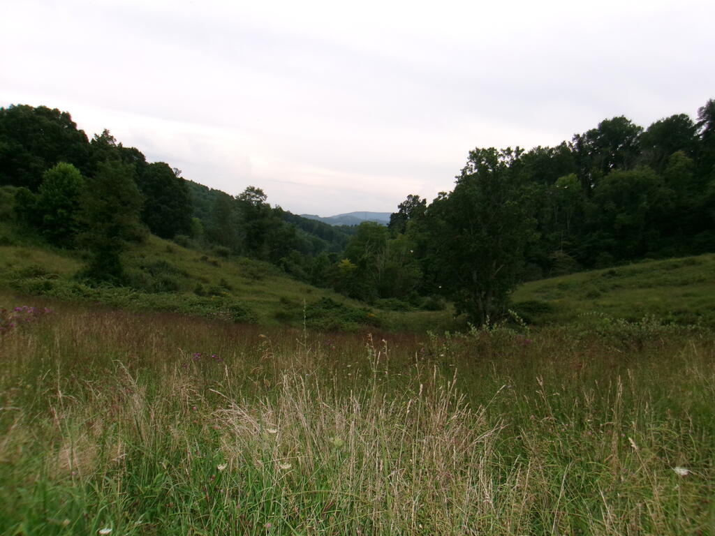Tbd Little Acres Road North Tazewell, VA 24630 - Photo 8 of 15 Gallery Image 8