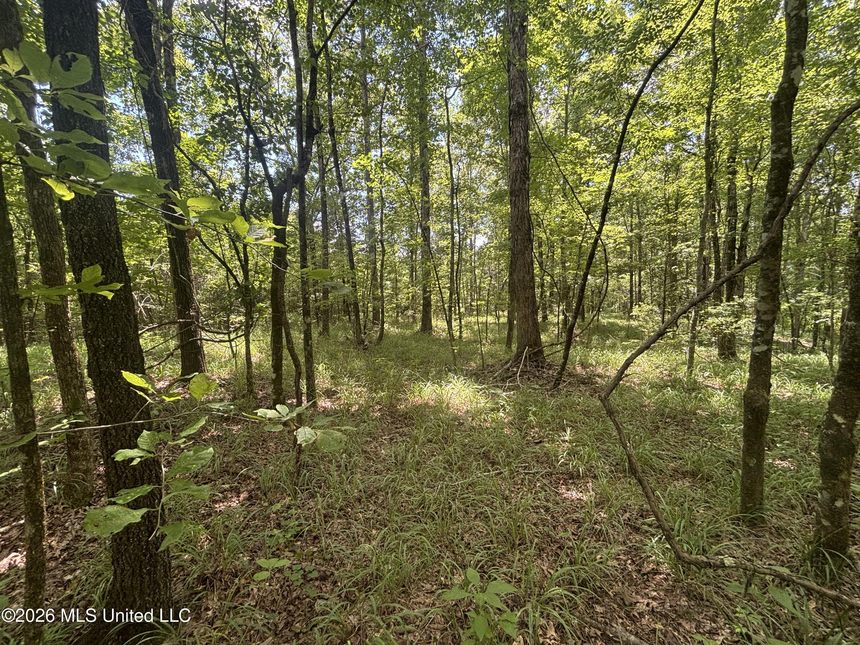 Firetower Road Camden, MS 39045 - Photo 5 of 12 IMG_4808