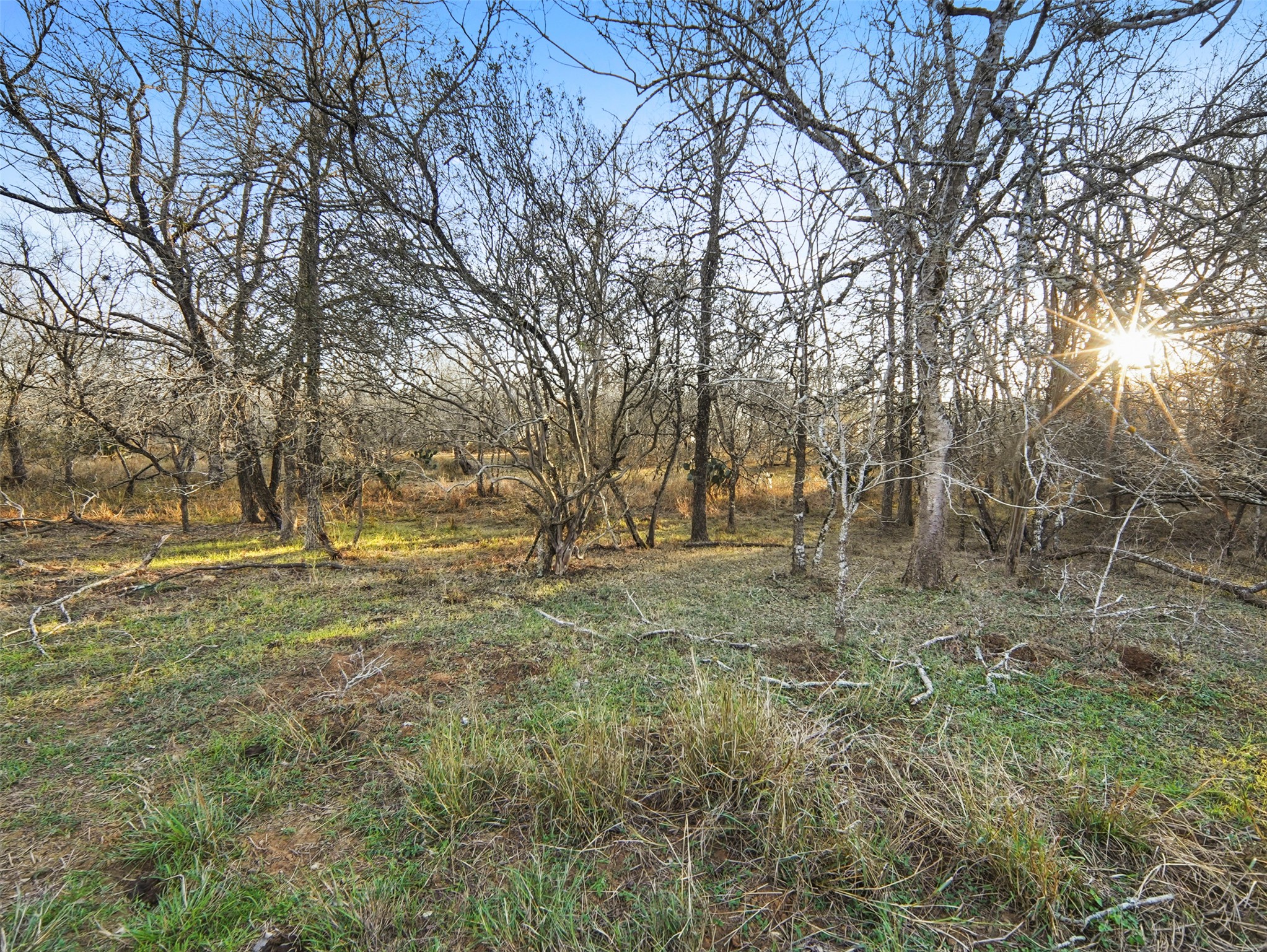 3 Highway 90 Harwood, TX 78632 - Photo 8 of 33 a view of yard with trees