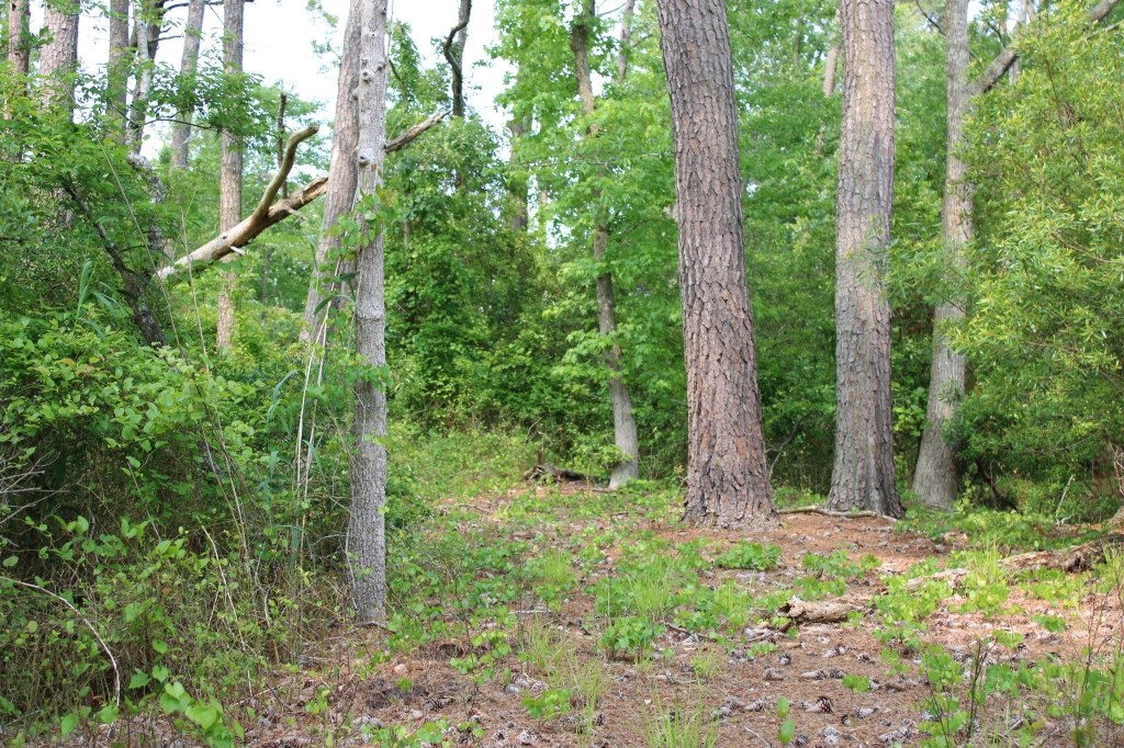 7300 Oak Ridge Place, Unit 5A Chincoteague, VA 23336 - Photo 4 of 14
