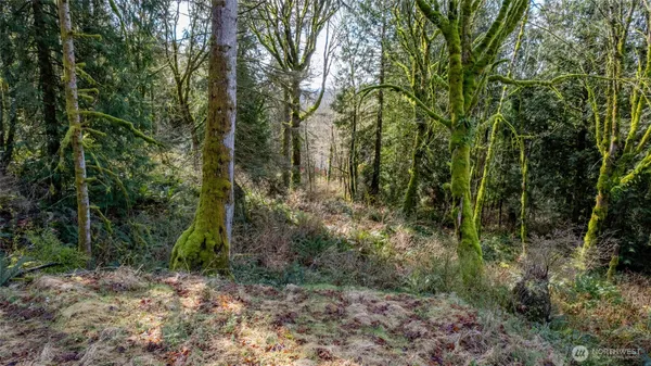 a view of a forest with trees in the background