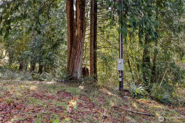 a view of forest