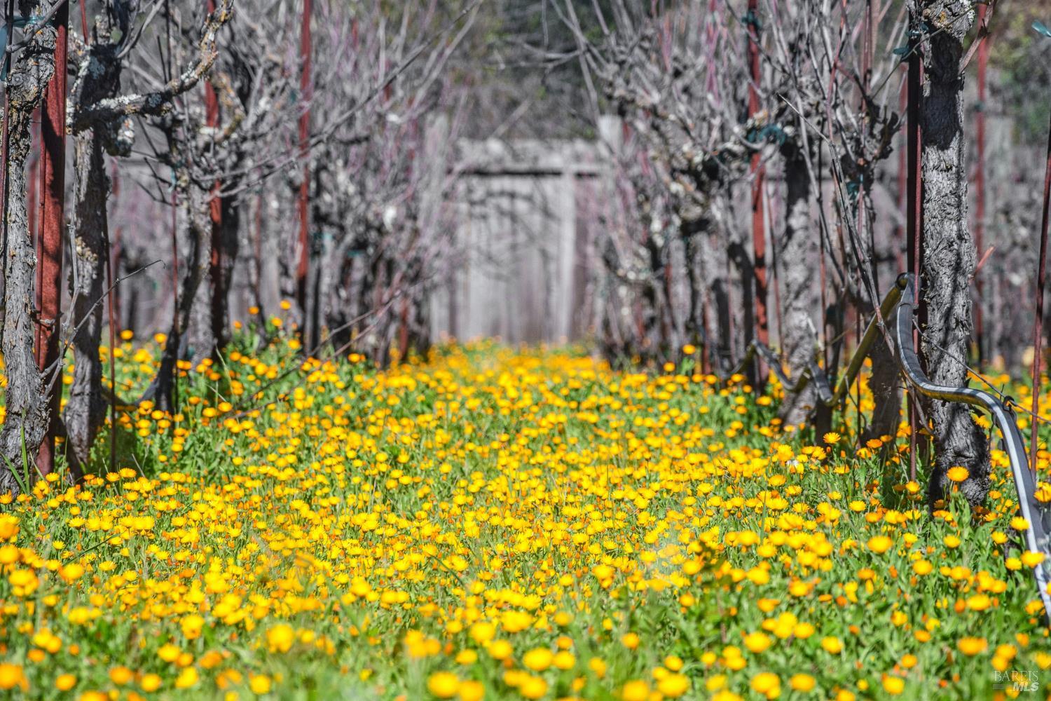 1795 Lovall Valley Road Sonoma, CA 95476 - Photo 38 of 38