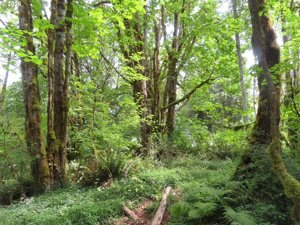 a view of a lush green forest