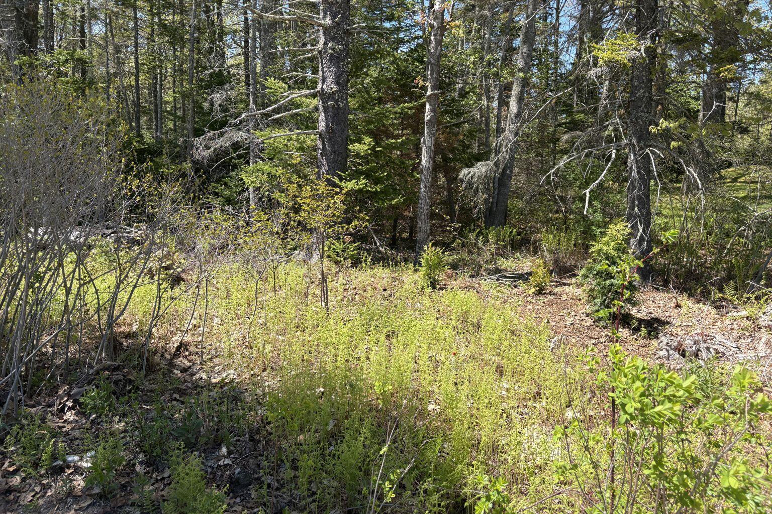 Lot 116010 Martin Point Road Friendship, ME 04547 - Photo 4 of 8 IMG_3548