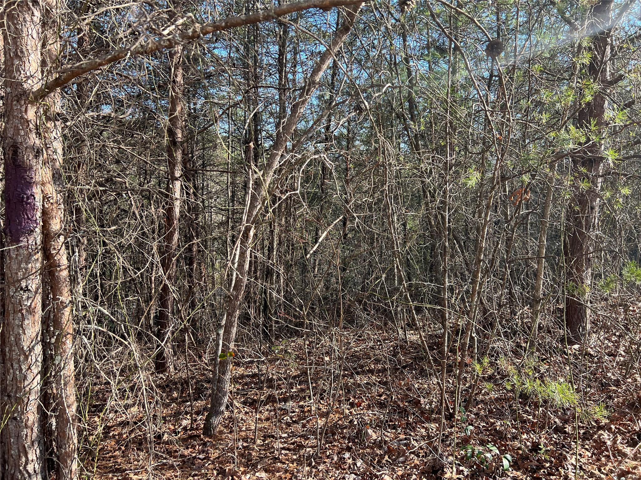 4801 Pea Ridge Road Morganton, NC 28655 - Photo 1 of 7 Gallery Image 1