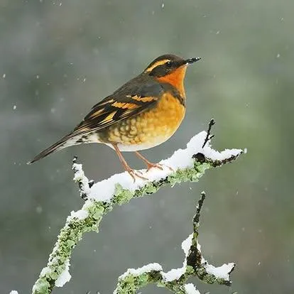 $284,000 | 11306 Winding Way, Clipper Mills, CA 95930