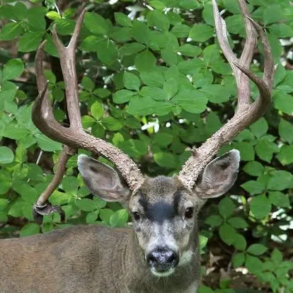 $284,000 | 11306 Winding Way, Clipper Mills, CA 95930