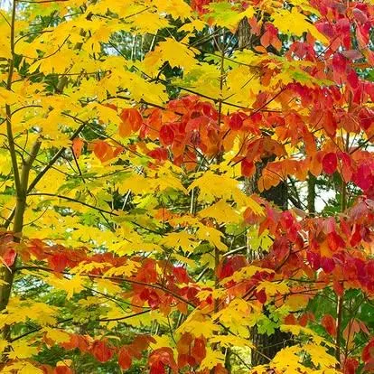 $284,000 | 11306 Winding Way, Clipper Mills, CA 95930