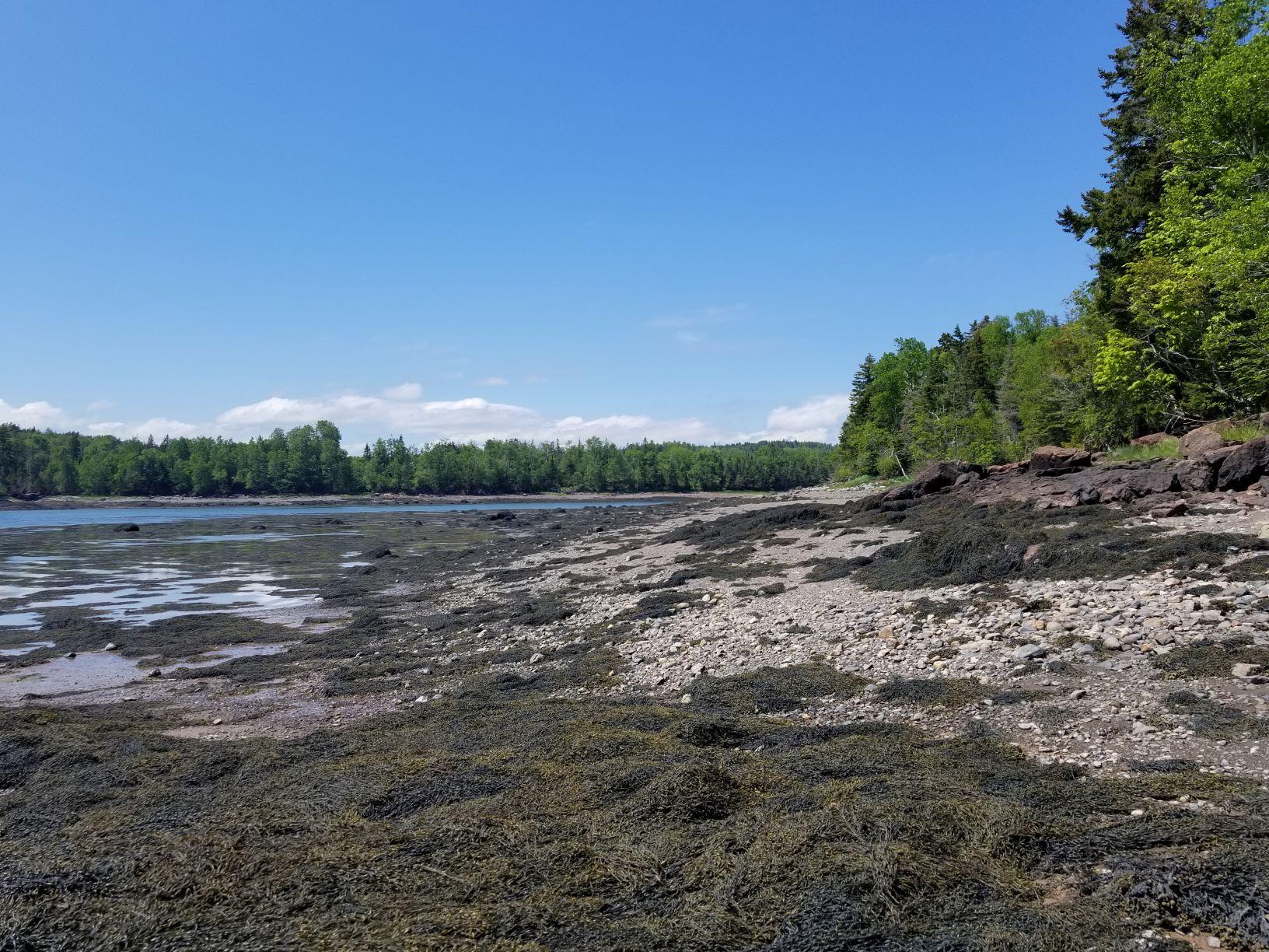 0 Lincoln Cove Road Perry, ME 04667 - Photo 39 of 53 Lincoln Cove view at low tide