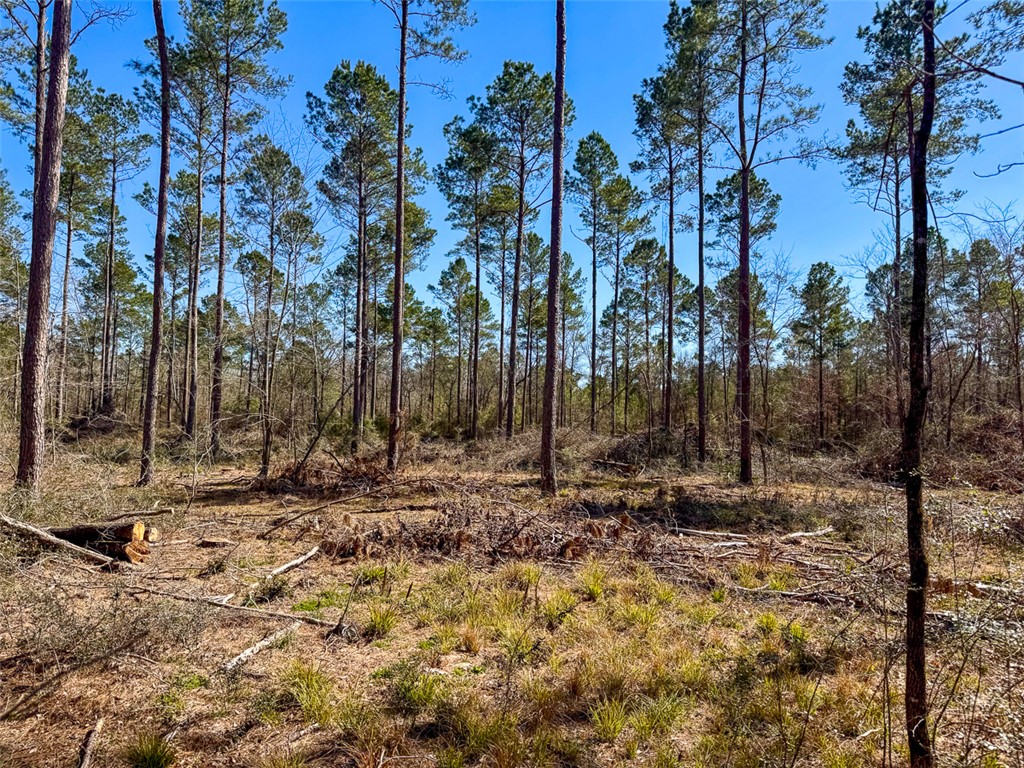 T-2 T-2 Boontown Road Groveton, TX 75845 - Photo 11 of 13 Gallery Image 11