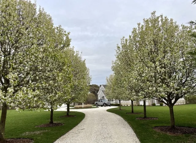 a park with large trees