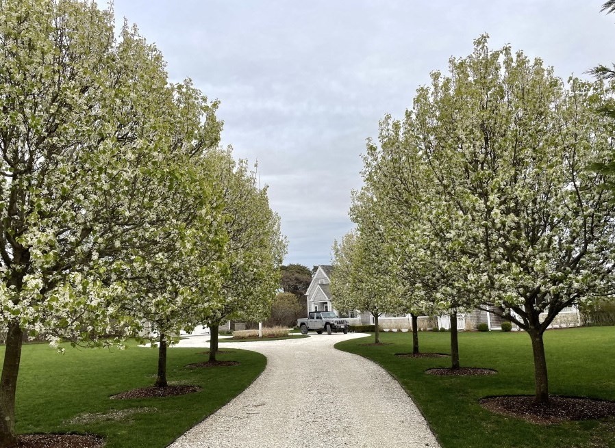 21 Woodbine Street Nantucket, MA 02554 - Photo 19 of 19 a park with large trees