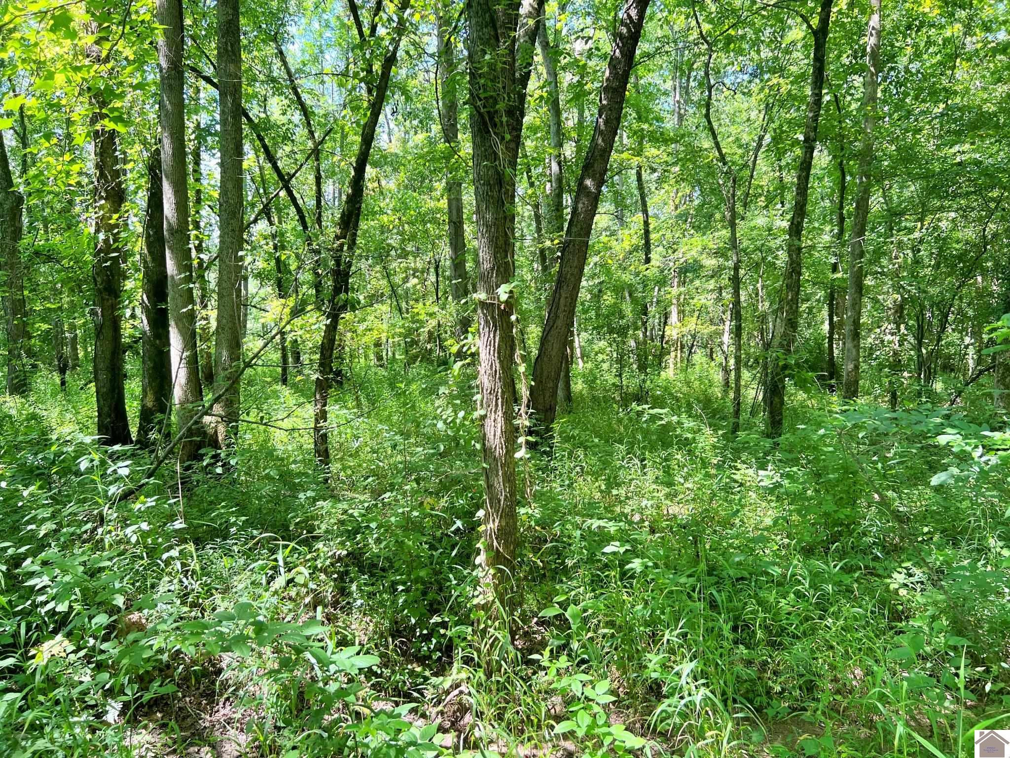 0 Mayfield Road Wickliffe, KY 42087 - Photo 14 of 26 Photo 14