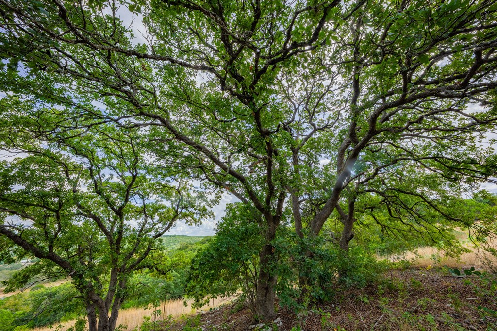 101 Crestline Kerrville, TX 78028 - Photo 39 of 47