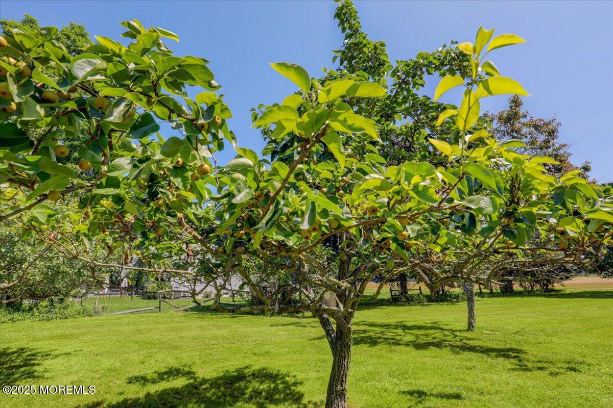 660 Adelphia Road Freehold, NJ 07728 - Photo 40 of 47 a view of a garden with a tree