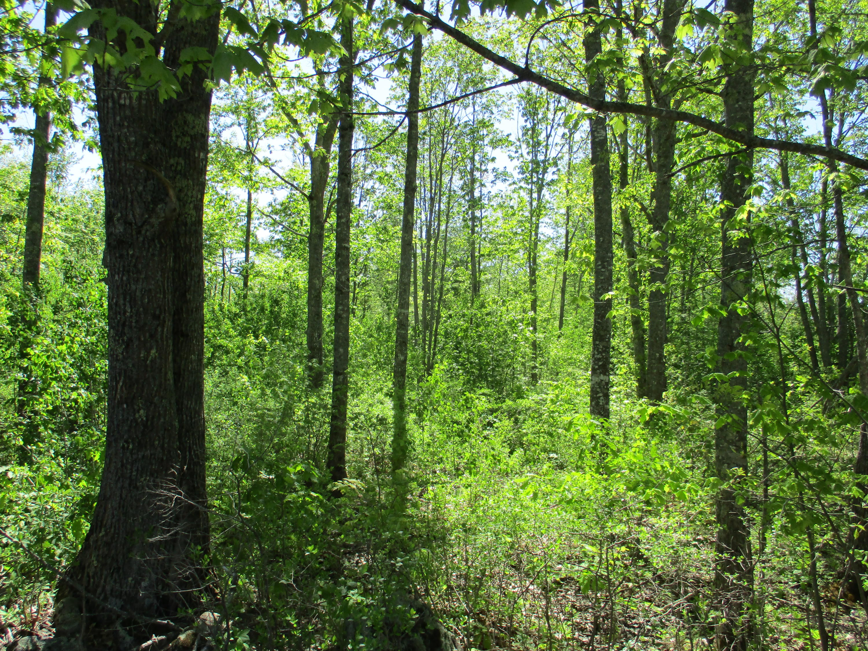 1660 Washington Road Waldoboro, ME 04572 - Photo 3 of 15 IMG_1511
