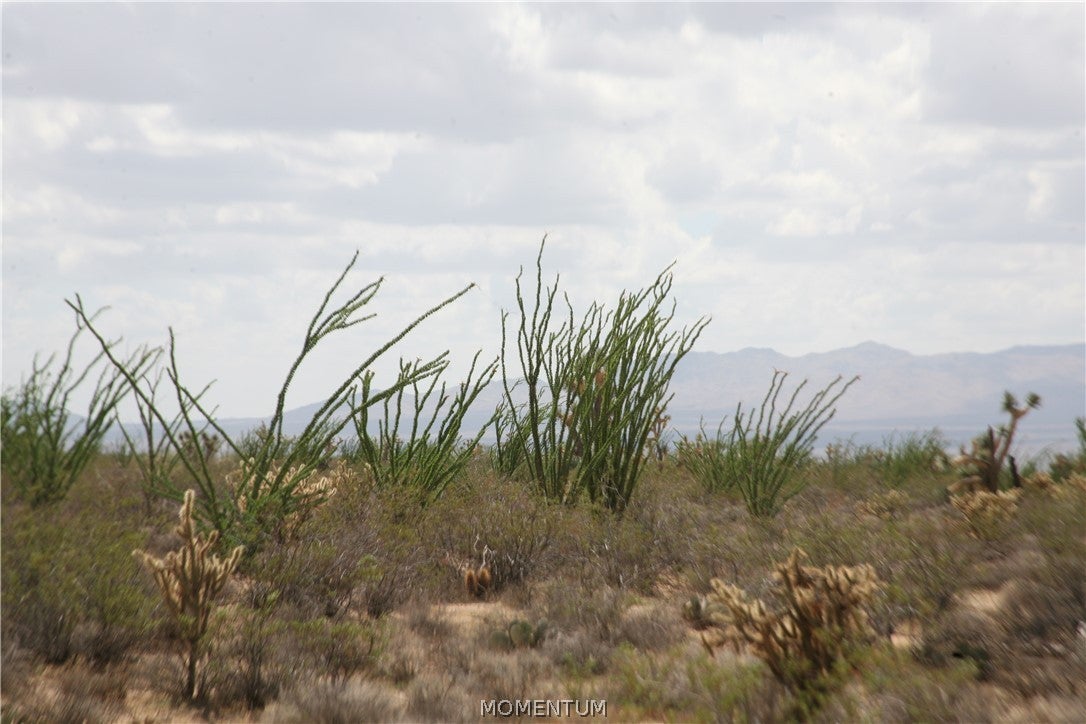 016 South Gene Autry Road Yucca, AZ 86438 - Photo 25 of 38 Gallery Image 25