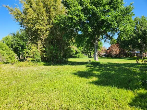 a view of a tree with a tree