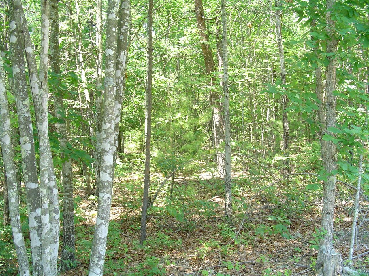 3000 New Ridge Road Elliston, VA 24087 - Photo 1 of 6