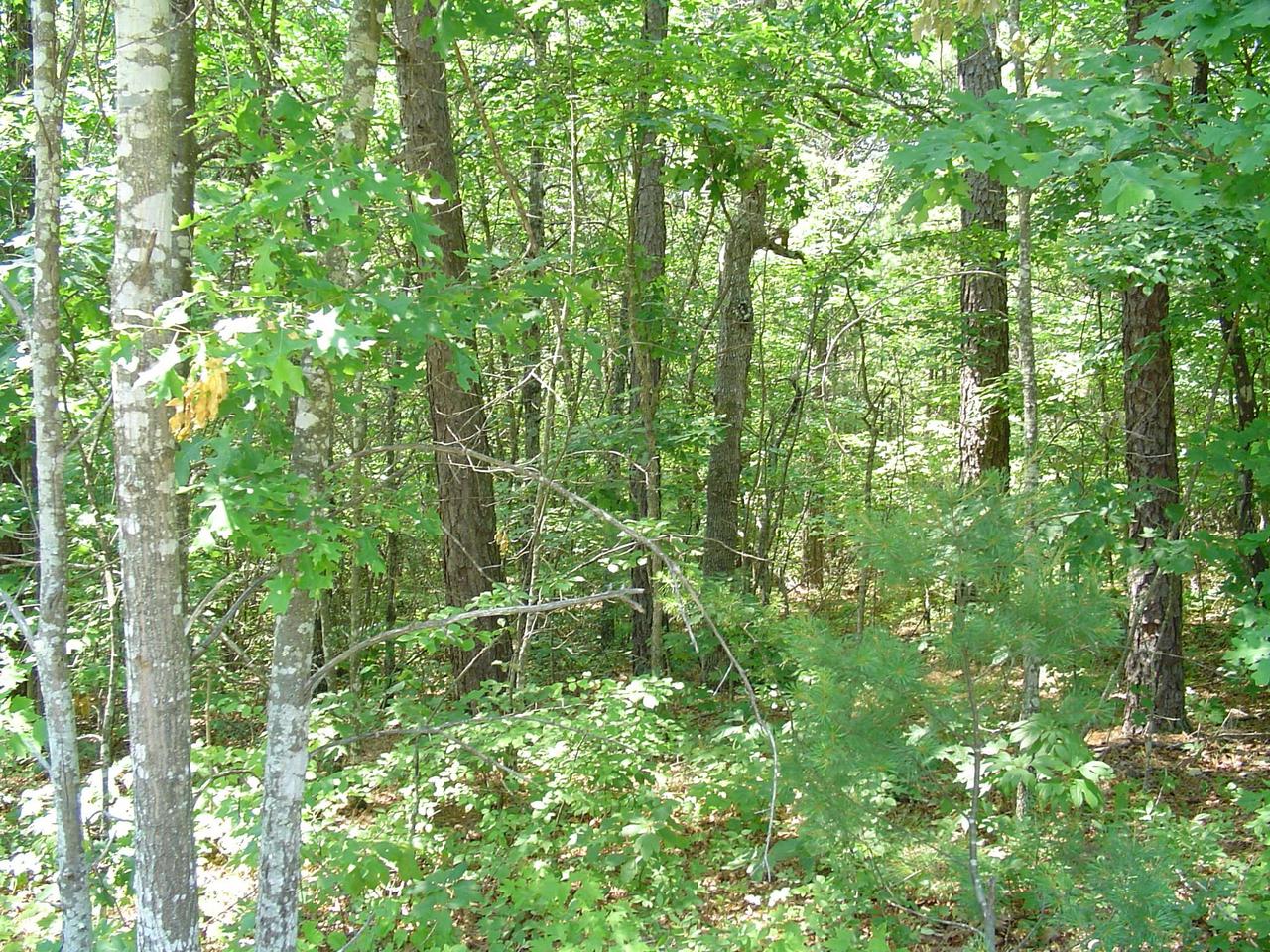 3000 New Ridge Road Elliston, VA 24087 - Photo 2 of 6 a view of a lush green forest with large trees