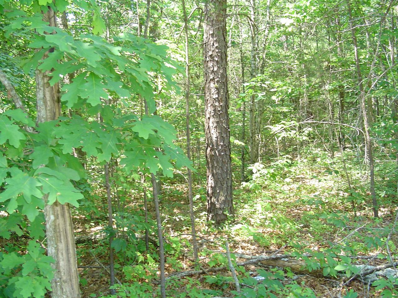 3000 New Ridge Road Elliston, VA 24087 - Photo 3 of 6