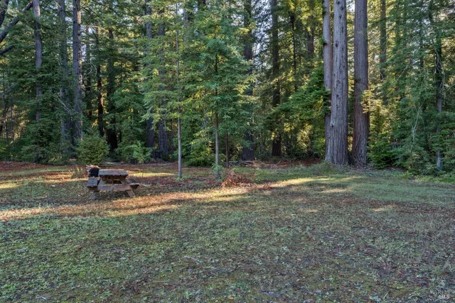 a view of a park with large trees