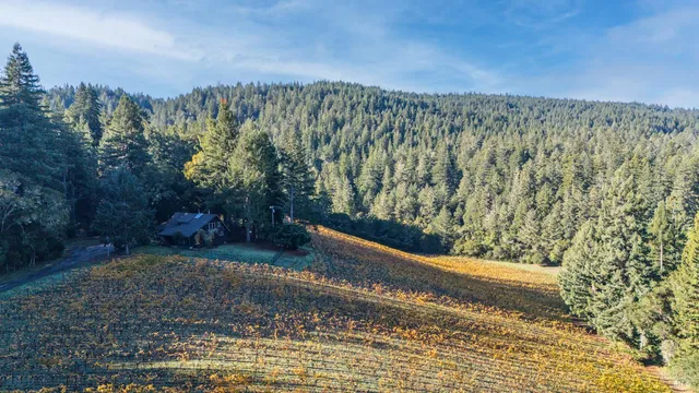a view of a yard with trees in the background