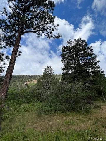a view of a yard in front of the tree