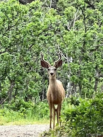 $879,900 | 4272 State Highway, Weston, CO 81091