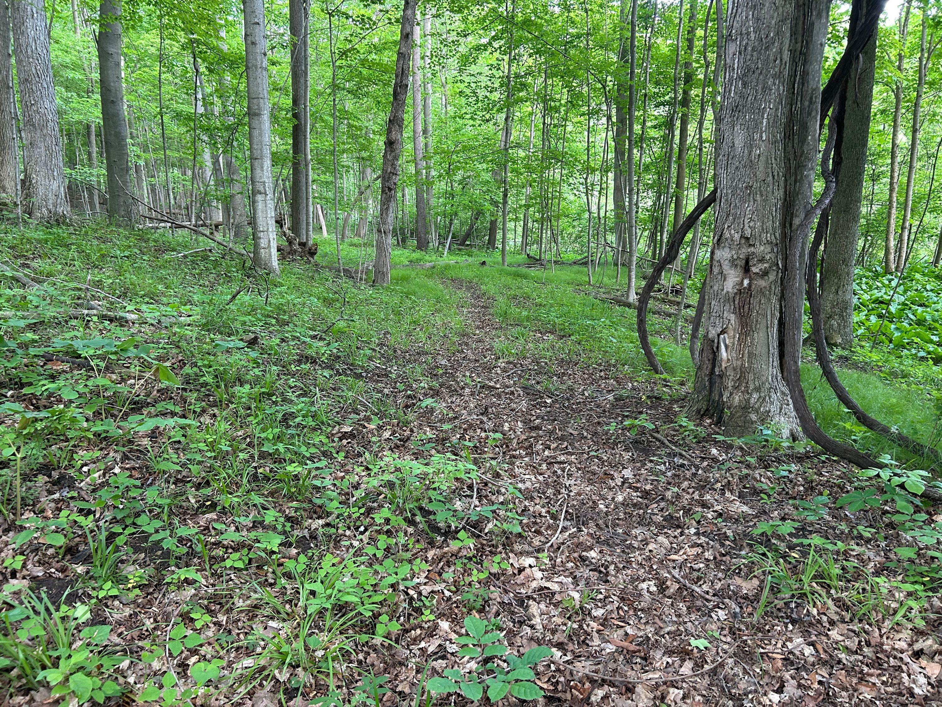 15300 Rome Road Manitou Beach, MI 49253 - Photo 17 of 59 IMG_2958