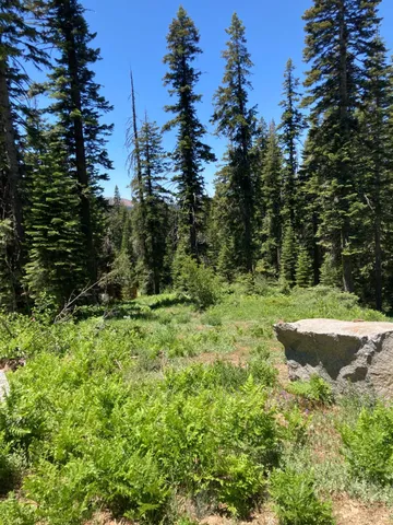 a view of a garden with trees