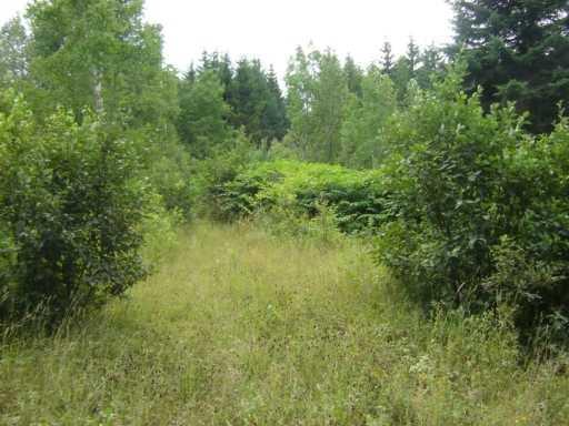 0 Grivois Road Grand Isle, ME 04746 - Photo 6 of 7 Other. Road