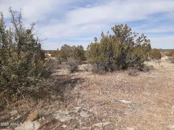 a view of a dry yard with trees and stairs