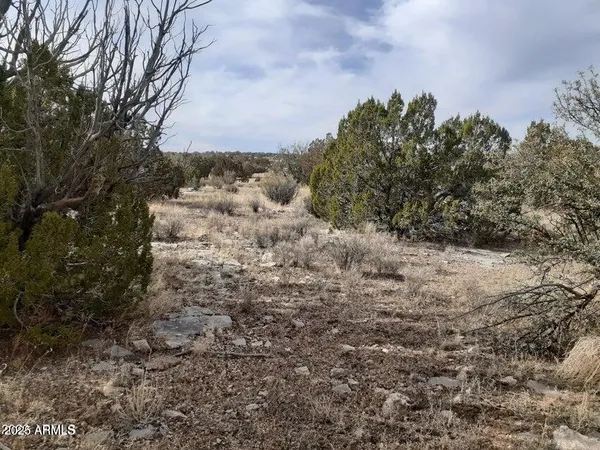 a view of a yard covered with trees