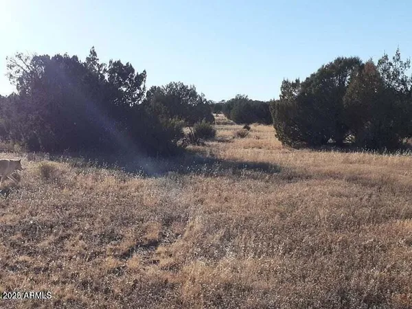 a view of a dry yard